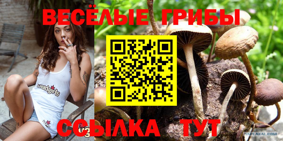 Галлюциногенные грибы Psilocybine cubensis  Вход с VPN  Пенза 